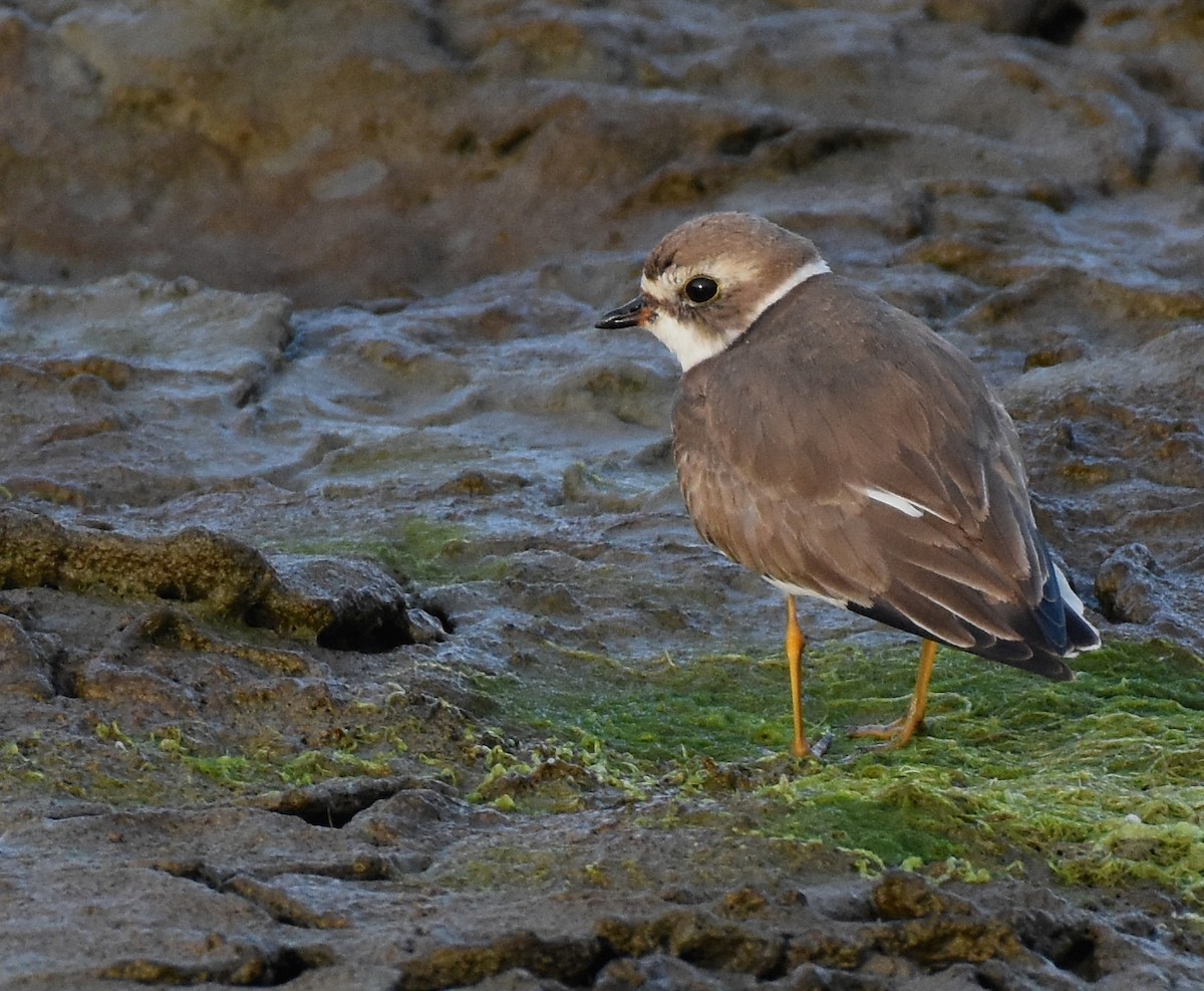 Semipalmated Plover - ML378588991