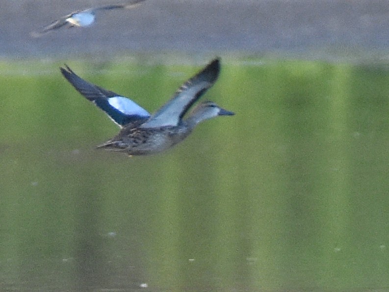 Blue-winged Teal - ML378590781