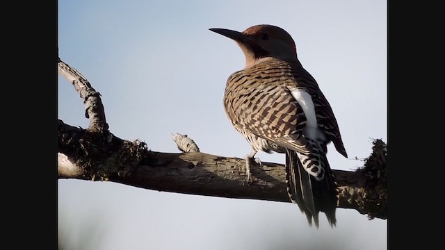 Northern Flicker (Yellow-shafted x Red-shafted) - ML378591051