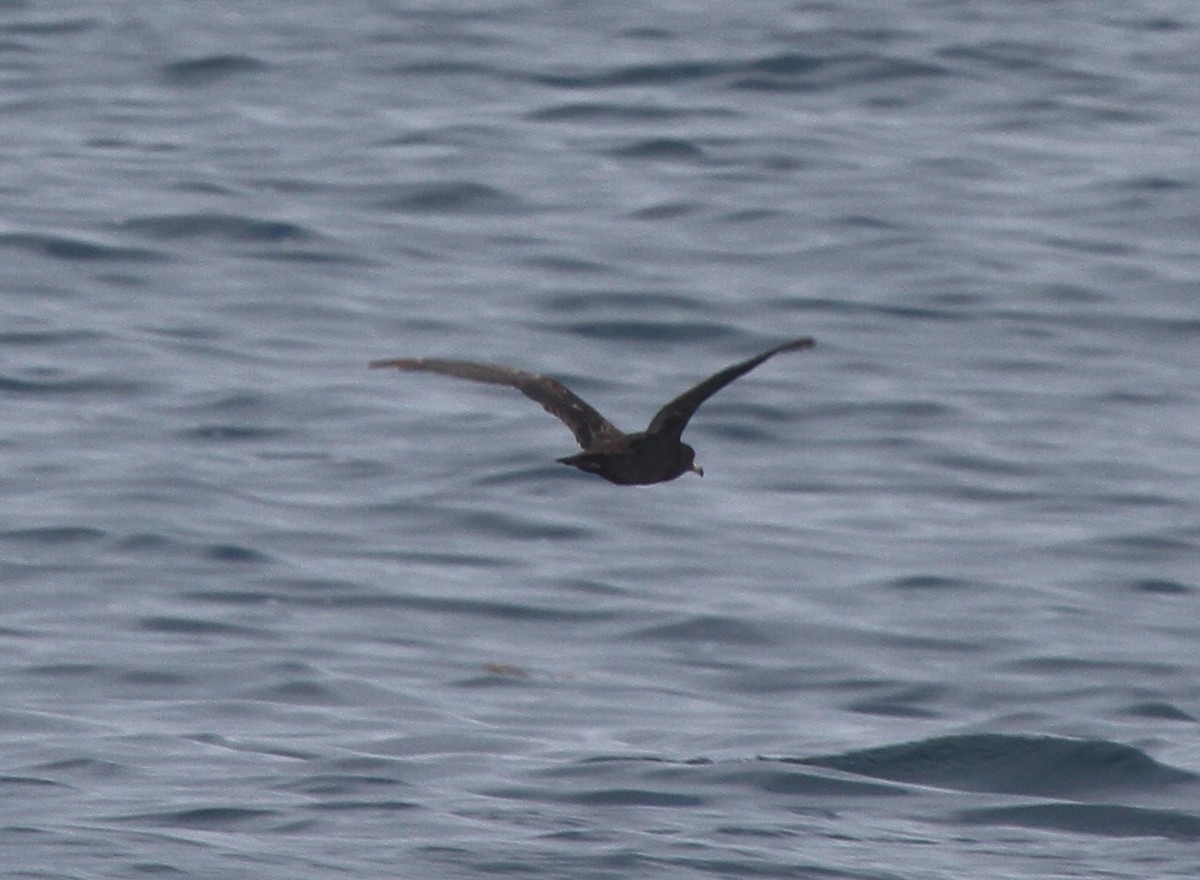 Flesh-footed Shearwater - ML378592581
