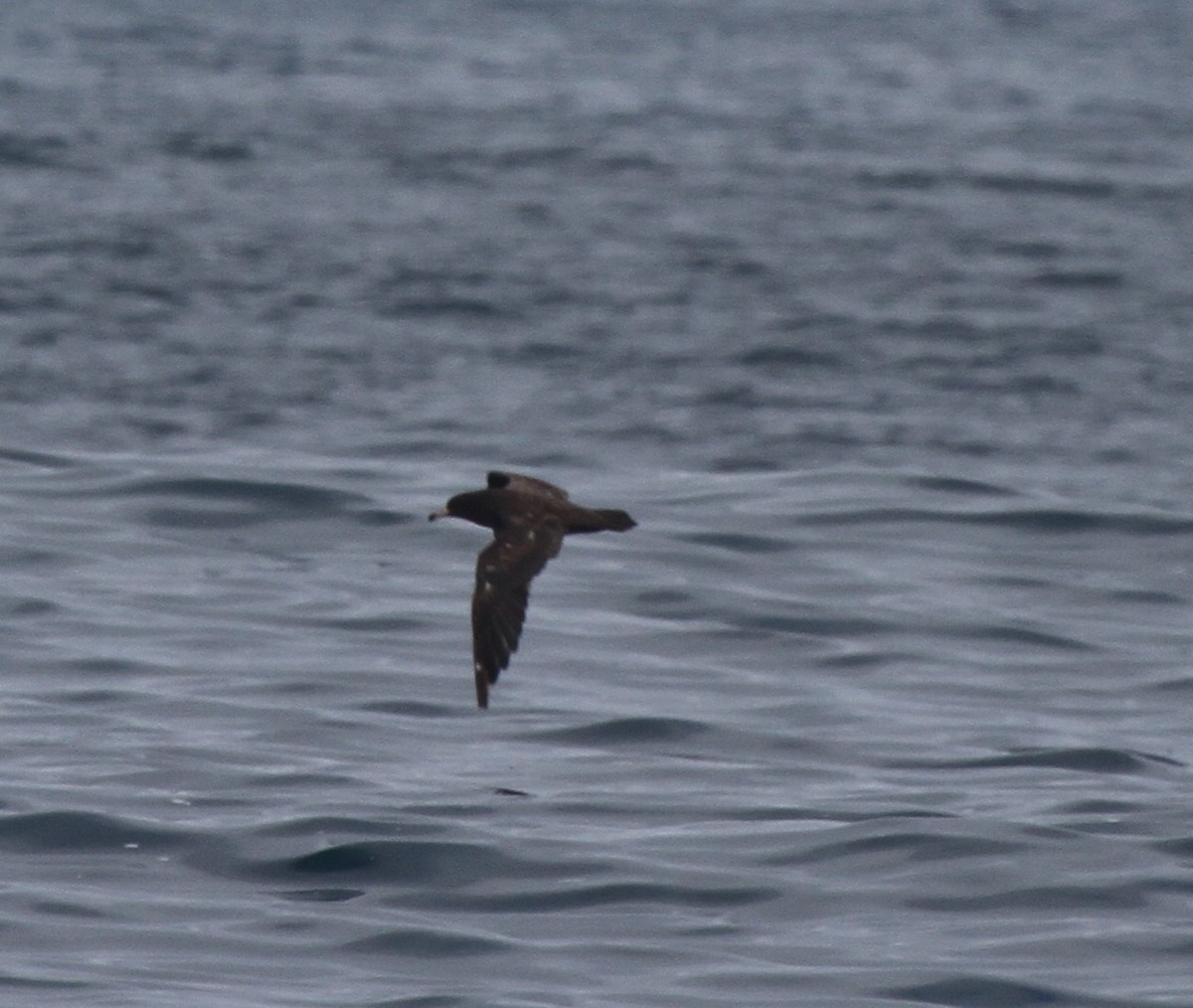 Flesh-footed Shearwater - ML378592641