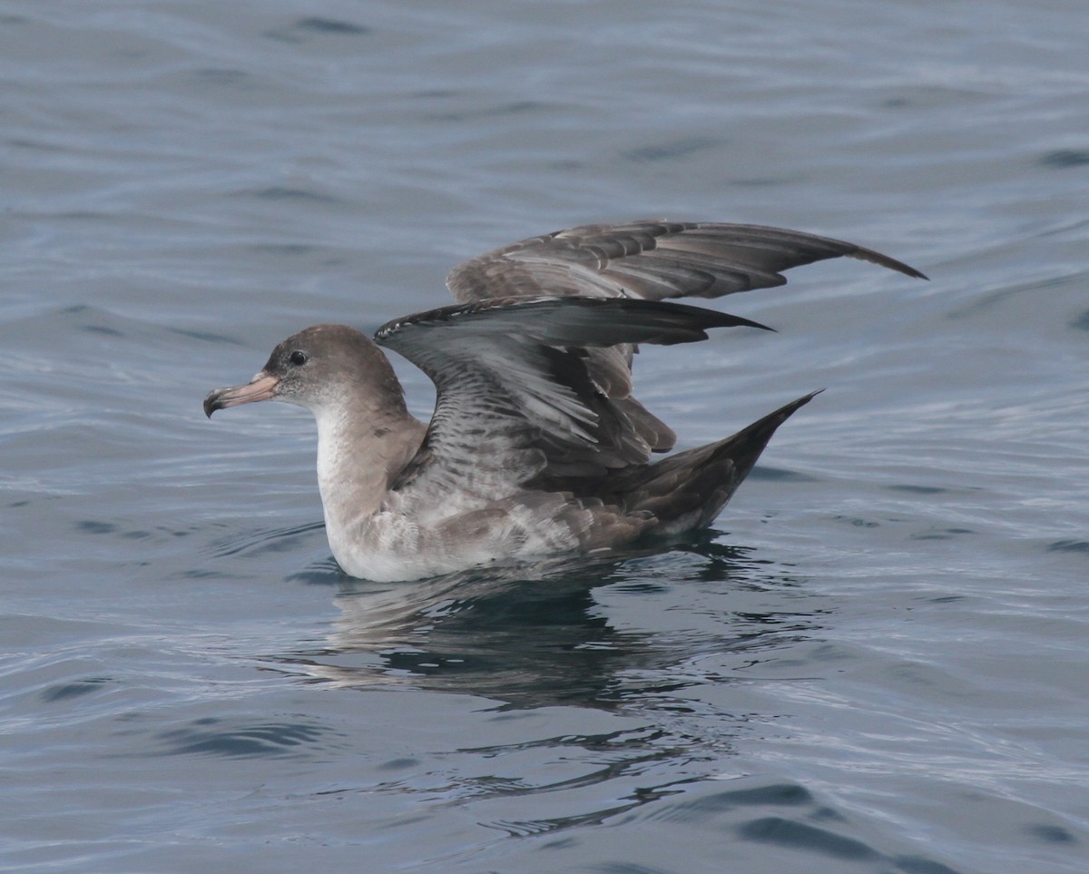 Pink-footed Shearwater - ML378592801