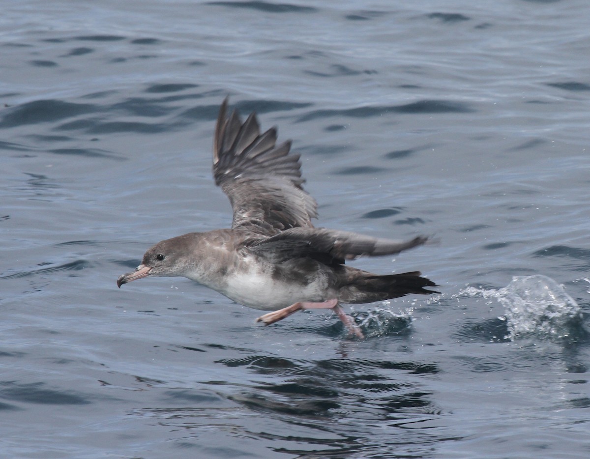 Pink-footed Shearwater - James (Jim) Holmes