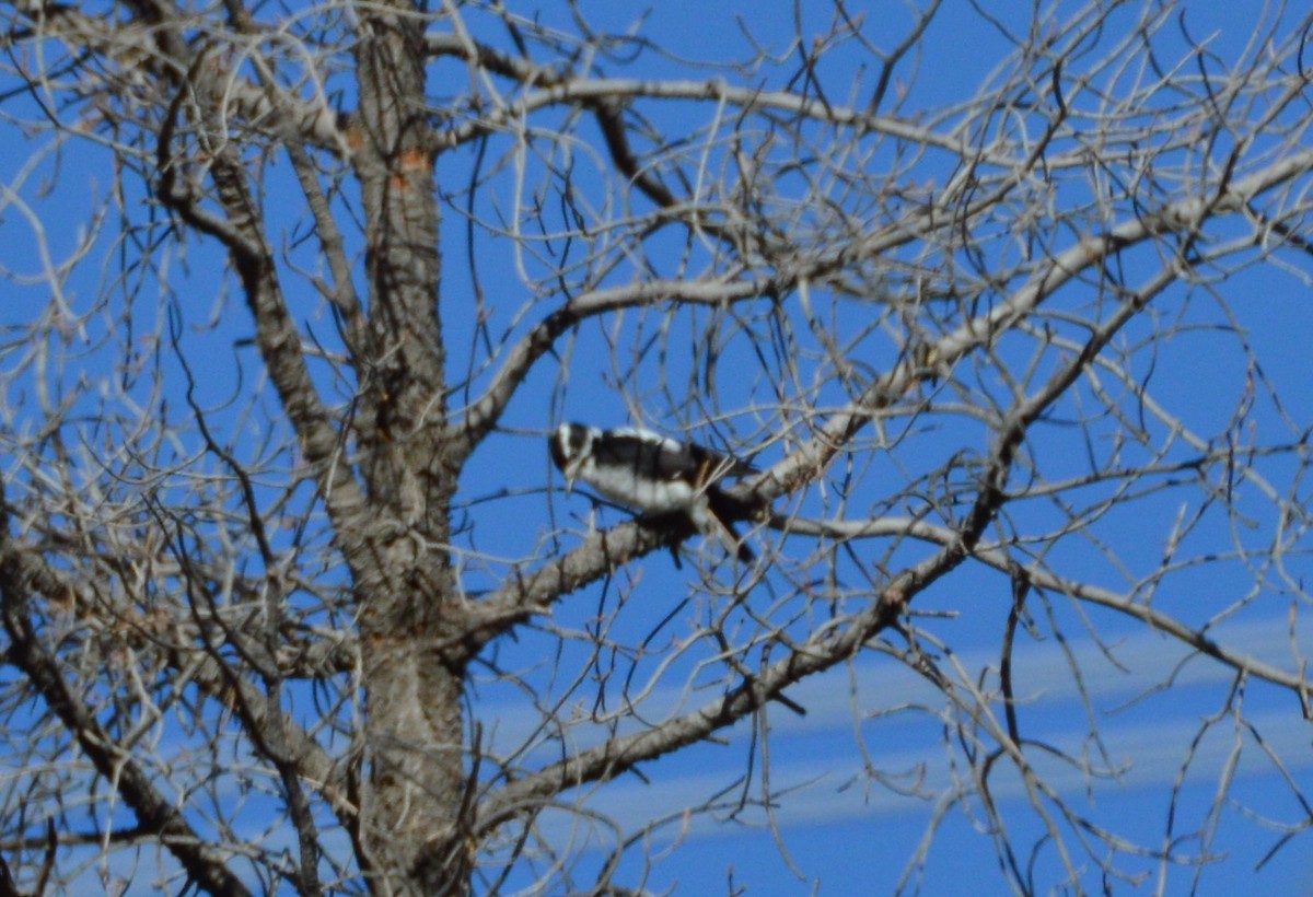 Hairy Woodpecker (Rocky Mts.) - ML378593121