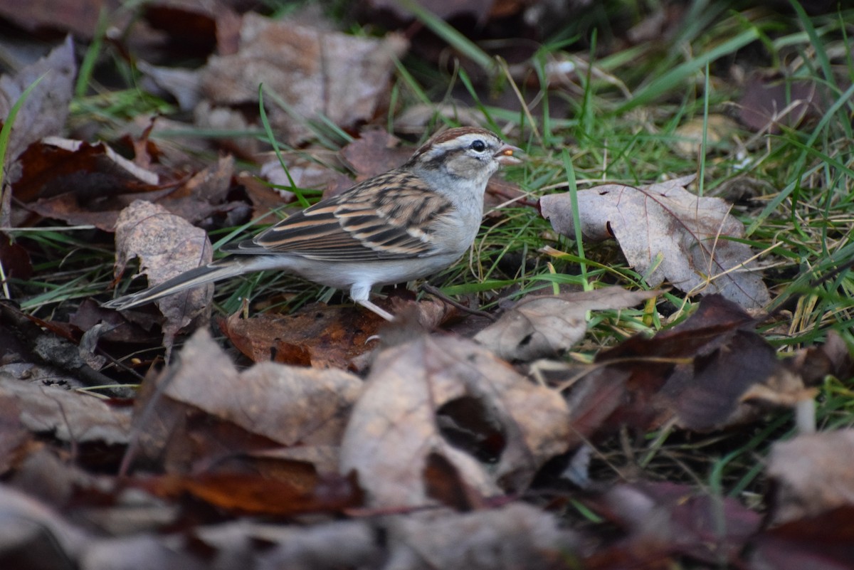 Chipping Sparrow - ML378598861