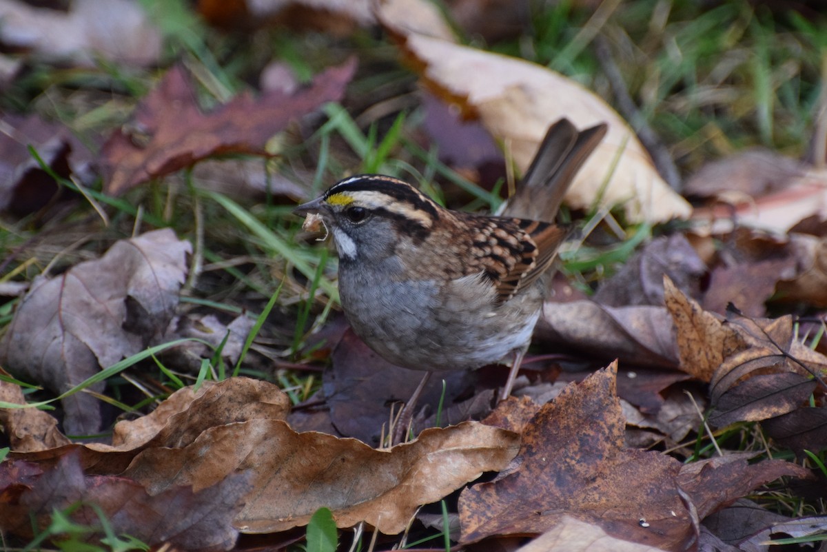 White-throated Sparrow - ML378599191