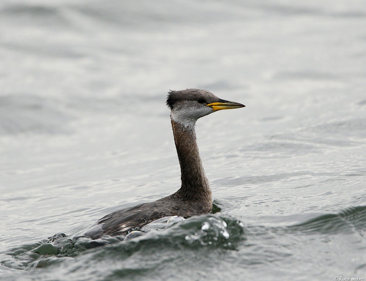 Red-necked Grebe - ML37860041