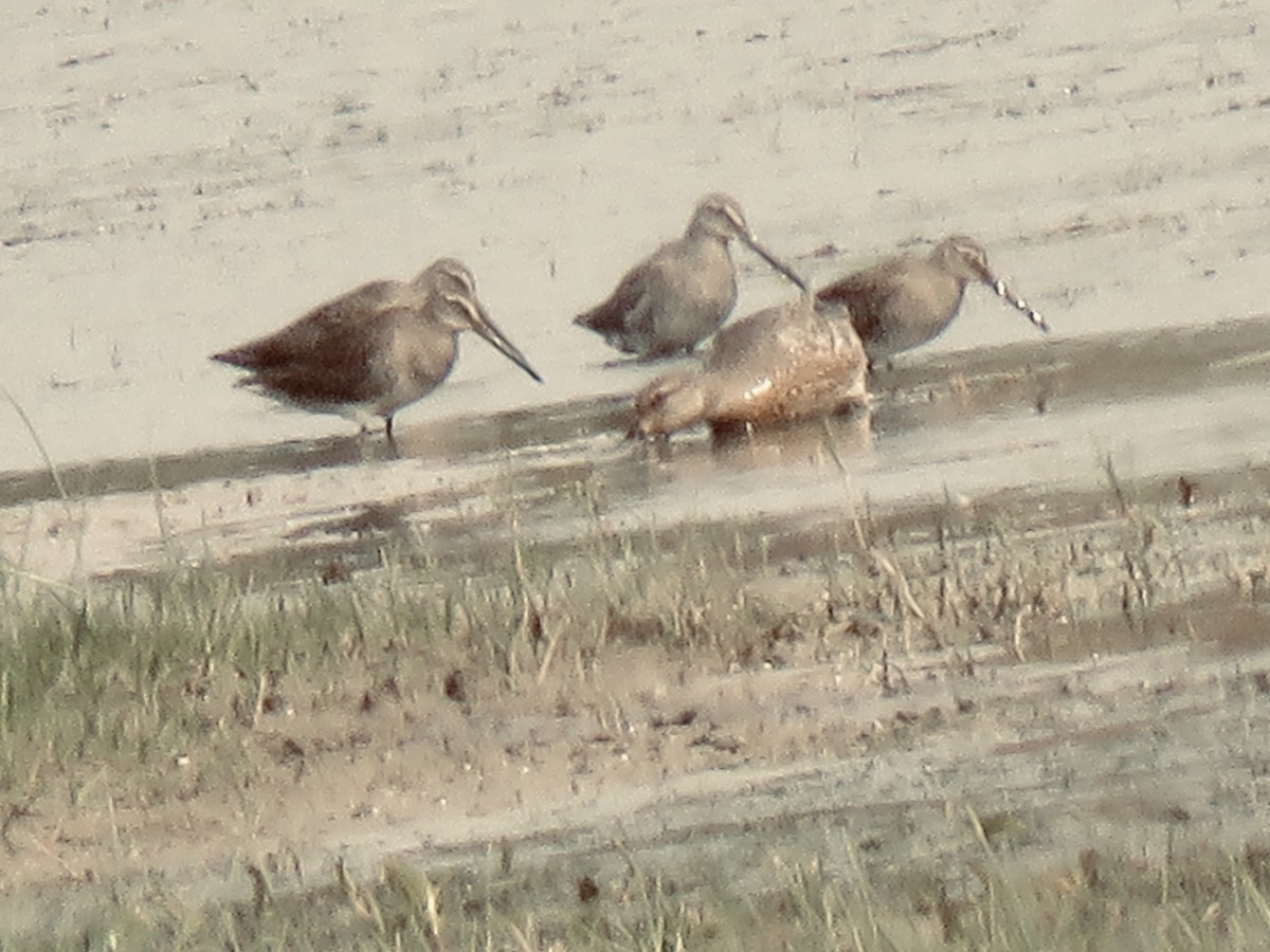 Long-billed Dowitcher - ML378602881