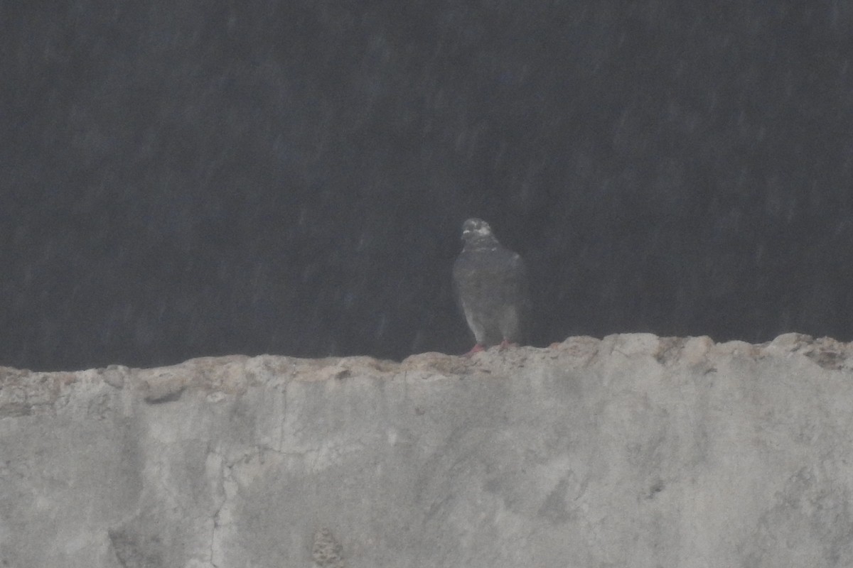 Rock Pigeon (Feral Pigeon) - ML378620361