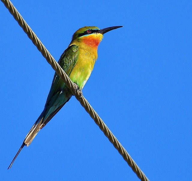 Blue-tailed Bee-eater - ML378621661
