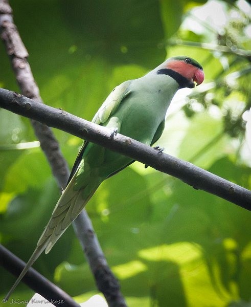 Long-tailed Parakeet (Andaman) - ML378624861