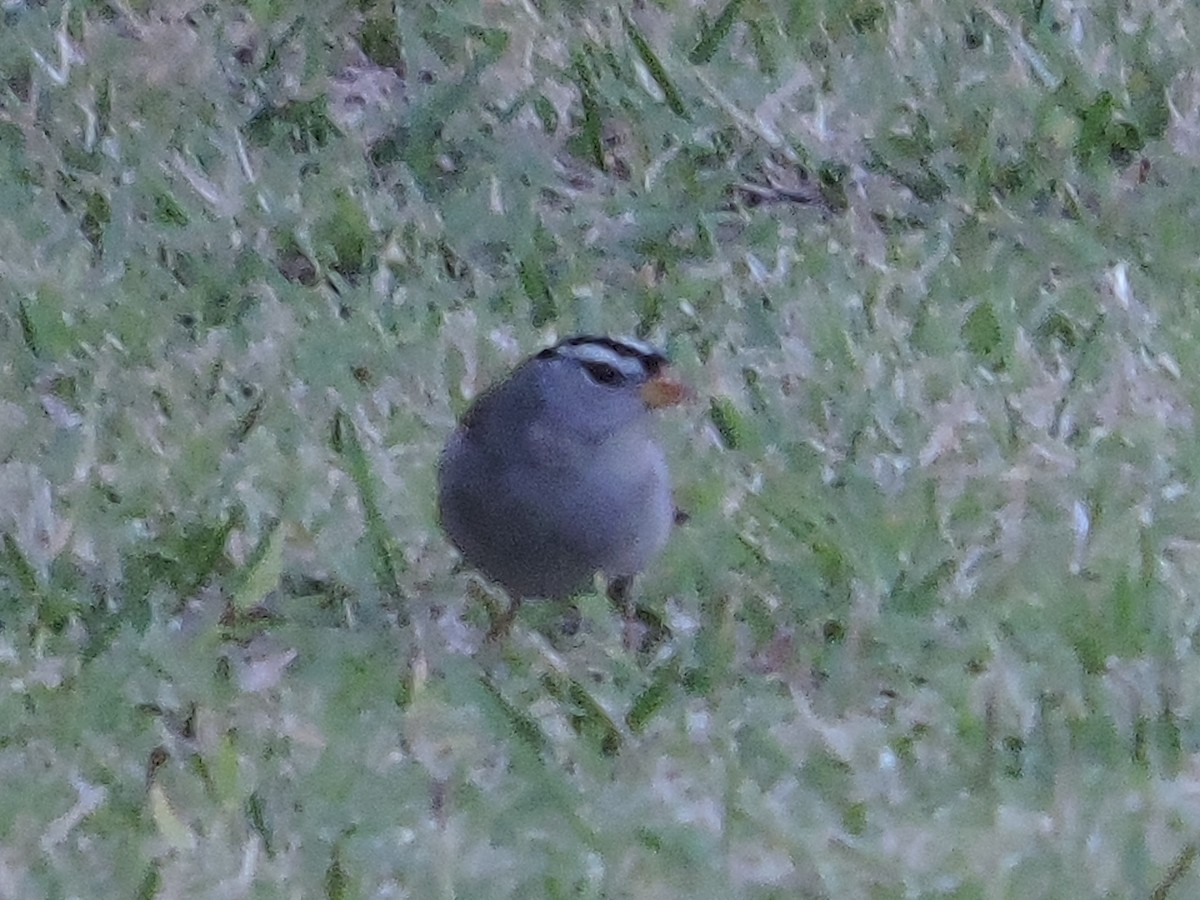 White-crowned Sparrow - Ralph Carlson