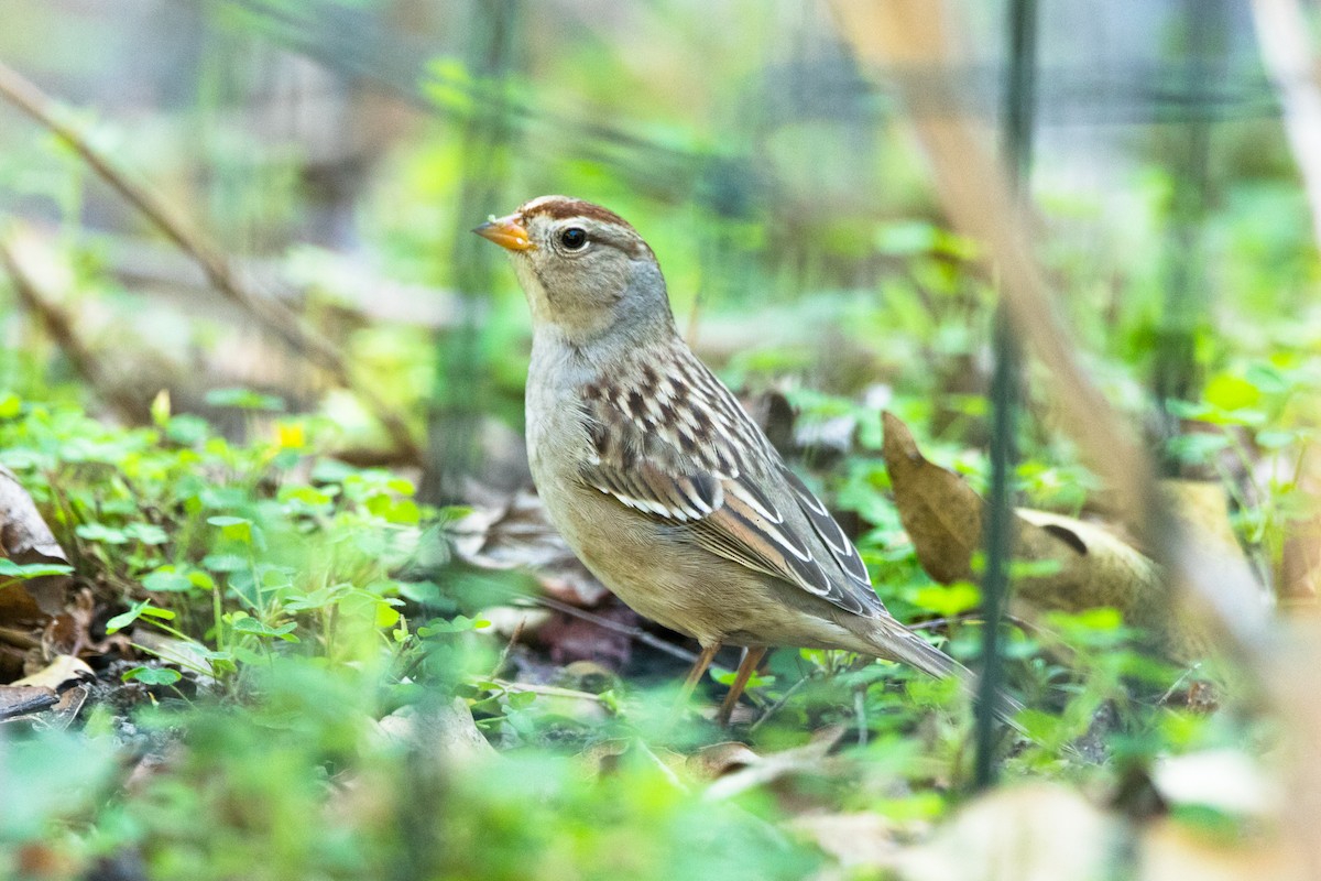 White-crowned Sparrow - Rhys Marsh