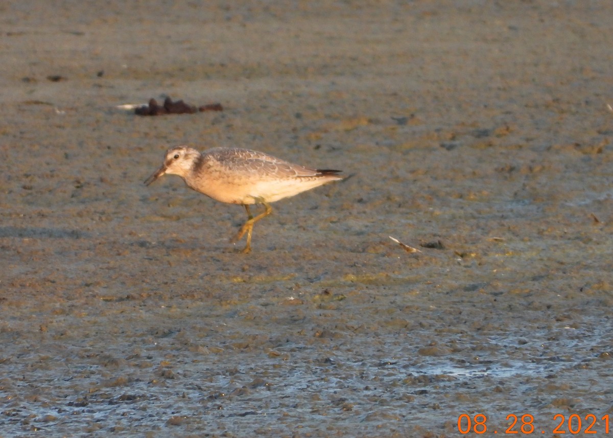 Red Knot - ML378625331