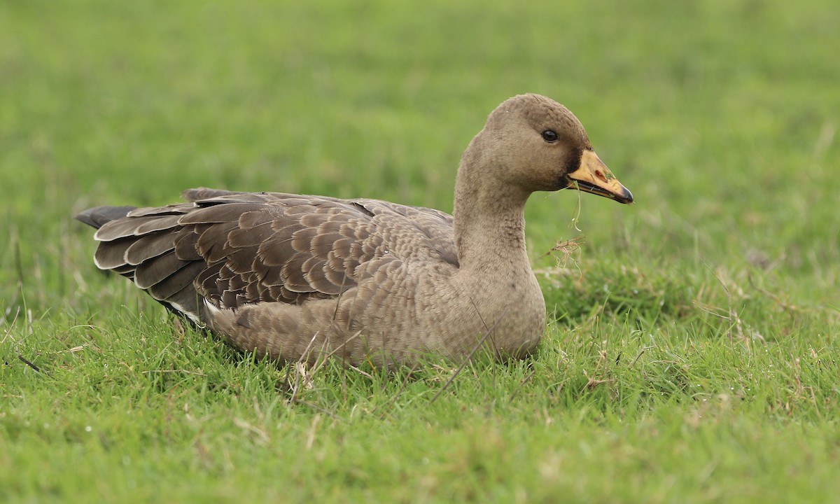 Greater White-fronted Goose - Evan Larson