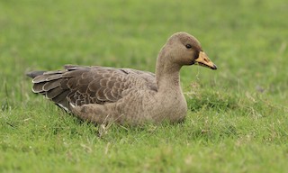 Greater White-fronted Goose, ML378629571