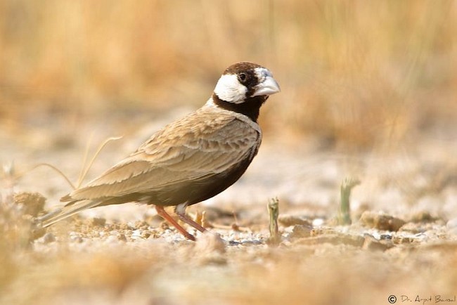 Black-crowned Sparrow-Lark - ML378630951