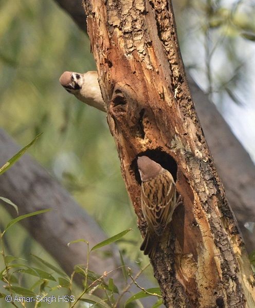 Eurasian Tree Sparrow - Amar-Singh HSS