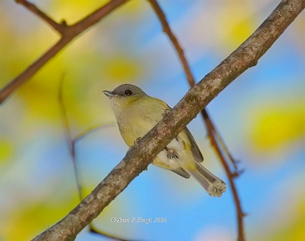 Green Shrike-Babbler (Black-crowned) - ML378640221