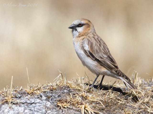 Rufous-necked Snowfinch - ML378641581