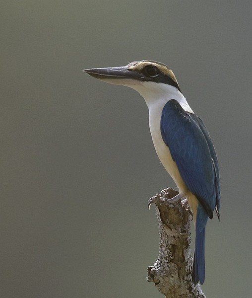 Collared Kingfisher (Nicobar Is.) - ML378641921