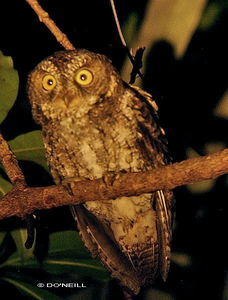 Sulawesi Scops-Owl - ML378643071