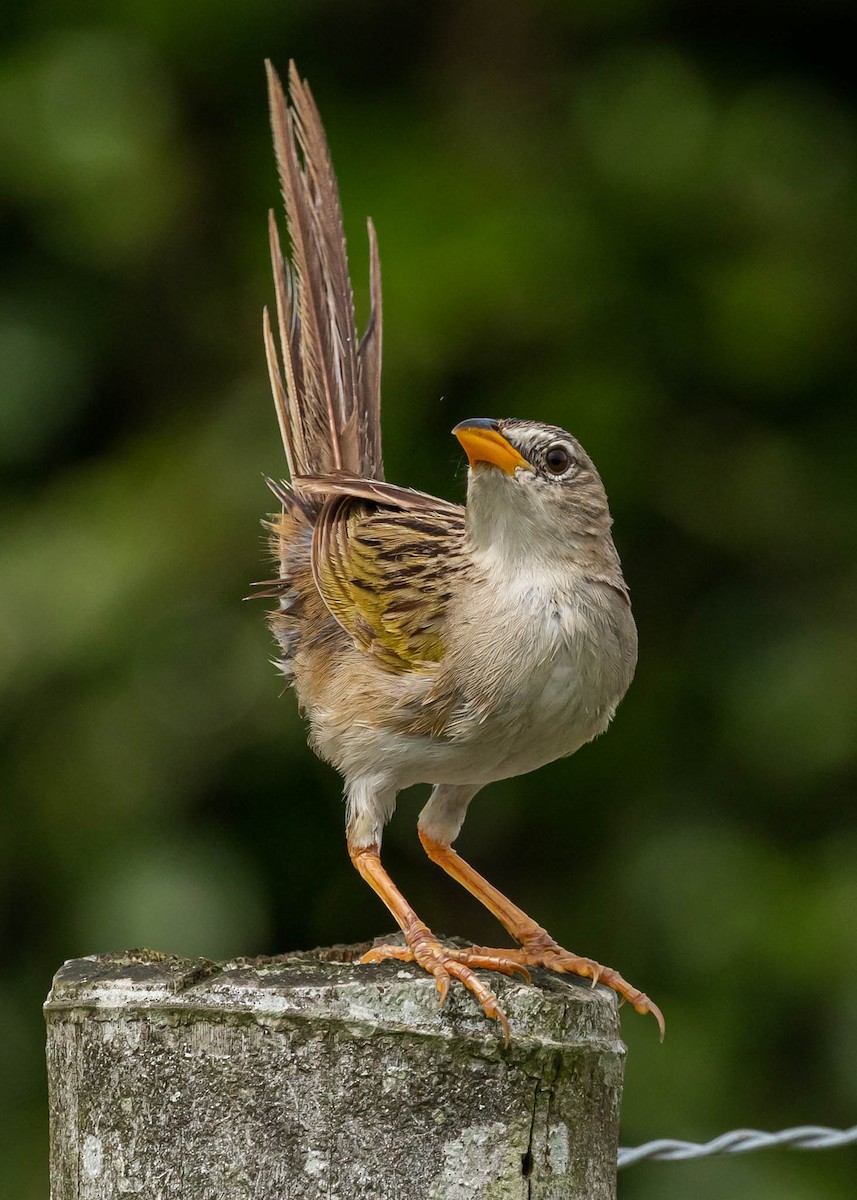 Wedge-tailed Grass-Finch - David Monroy Rengifo