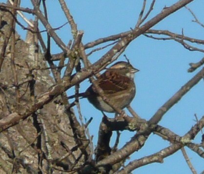 White-throated Sparrow - Ian Cruickshank