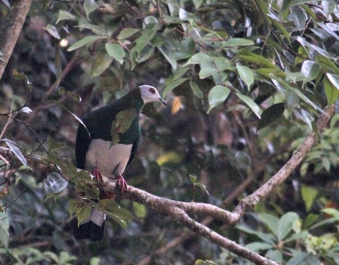 White-bellied Imperial-Pigeon - ML378652341