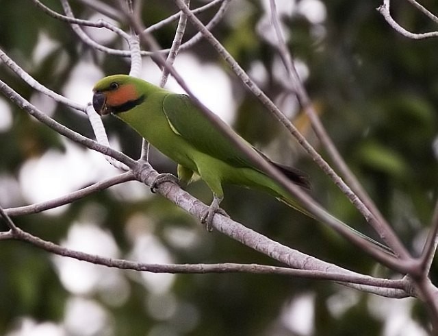 Long-tailed Parakeet (Nicobar) - ML378655531