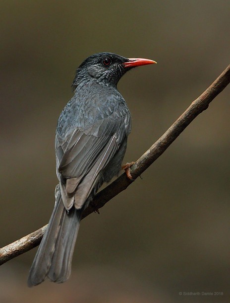 Square-tailed Bulbul (Indian) - ML378657281