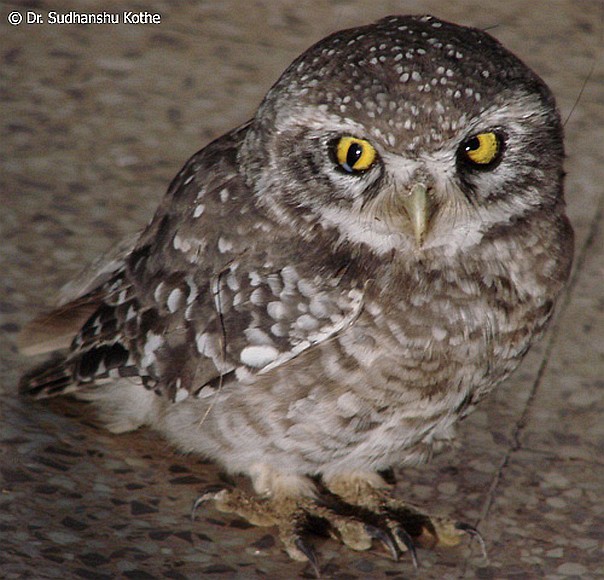 Spotted Owlet - Sudhanshu Kothe