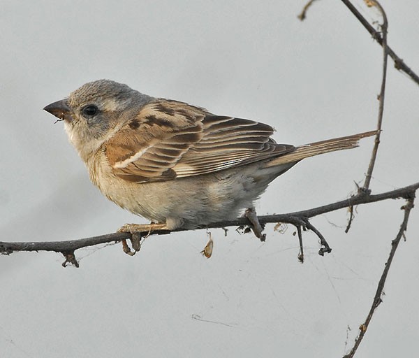 Mouse House - Sparrow Daughter