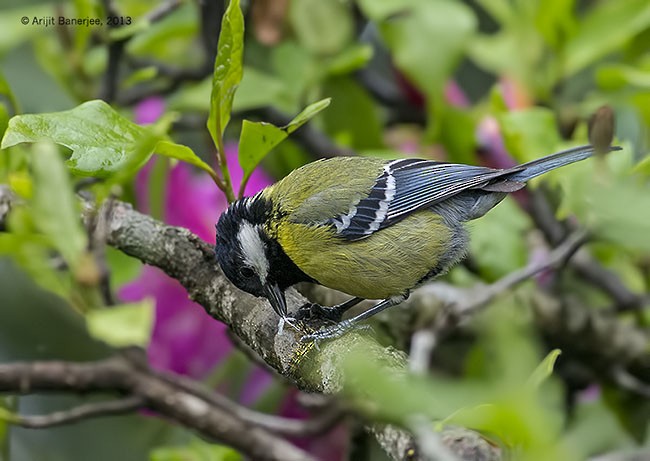 Green-backed Tit - ML378665771