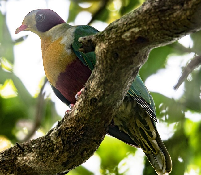 Yellow-breasted Fruit-Dove - ML378665991
