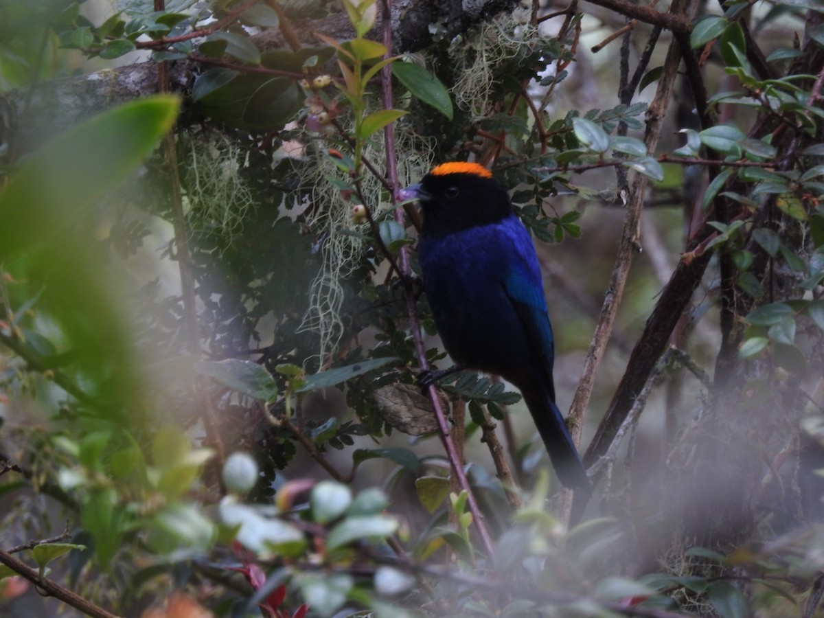 Golden-crowned Tanager - ML378666521
