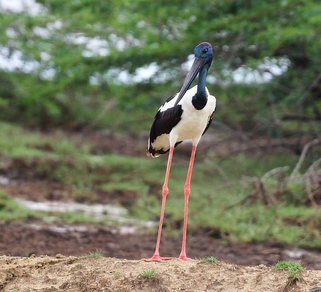 Black-necked Stork - ML378666541
