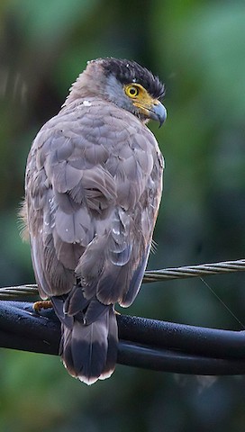 south nicobar serpent eagle