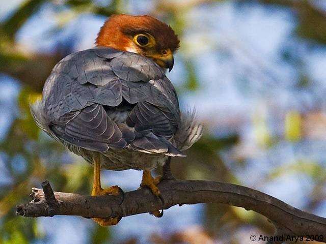 Red-necked Falcon - Anand Arya