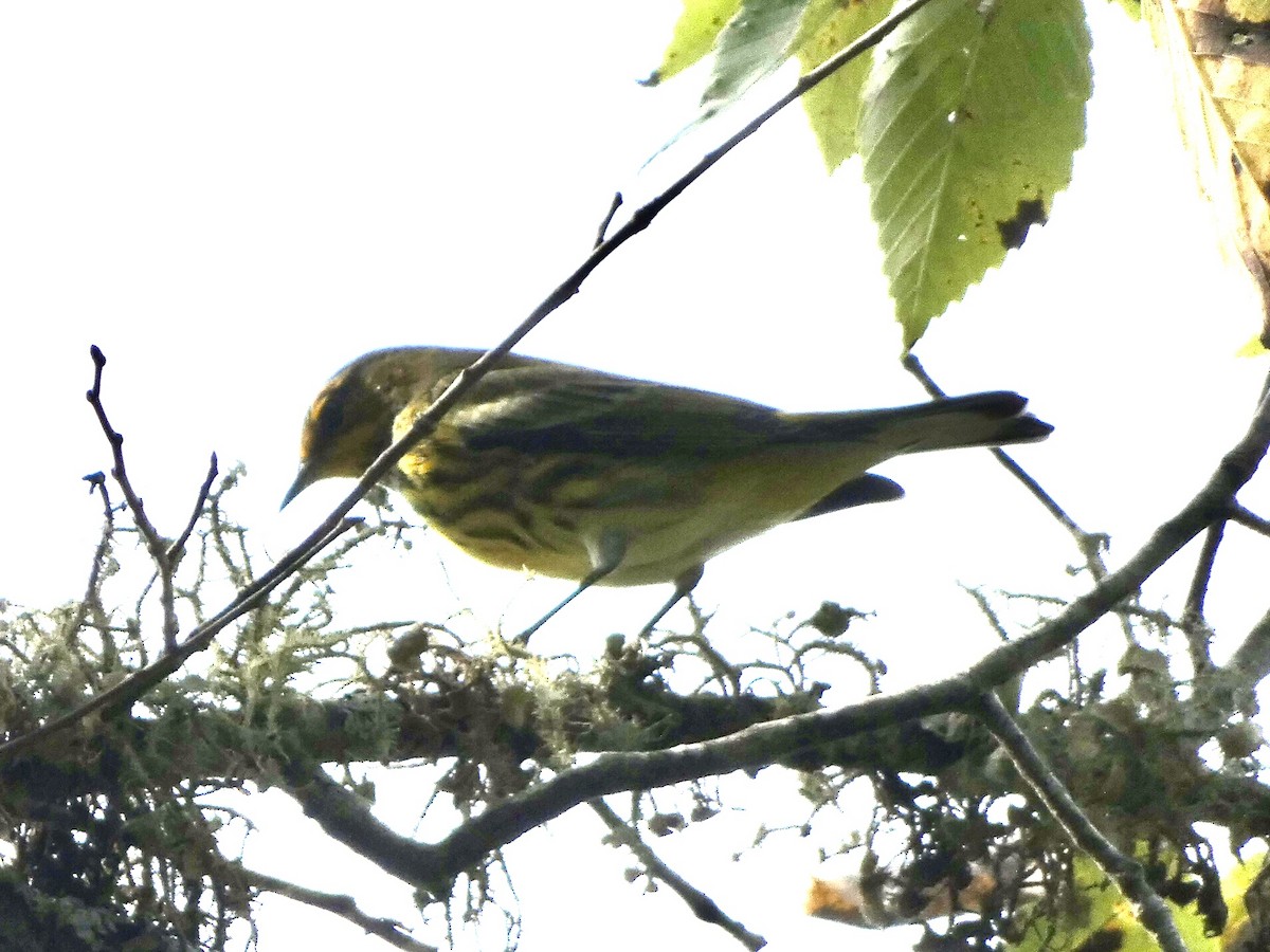 Cape May Warbler - ML378669351