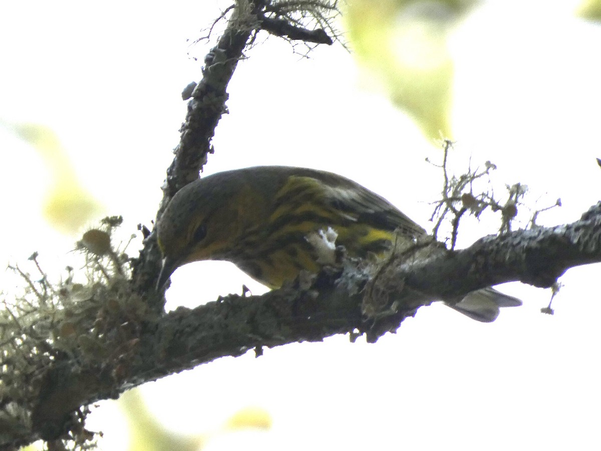 Cape May Warbler - ML378669441