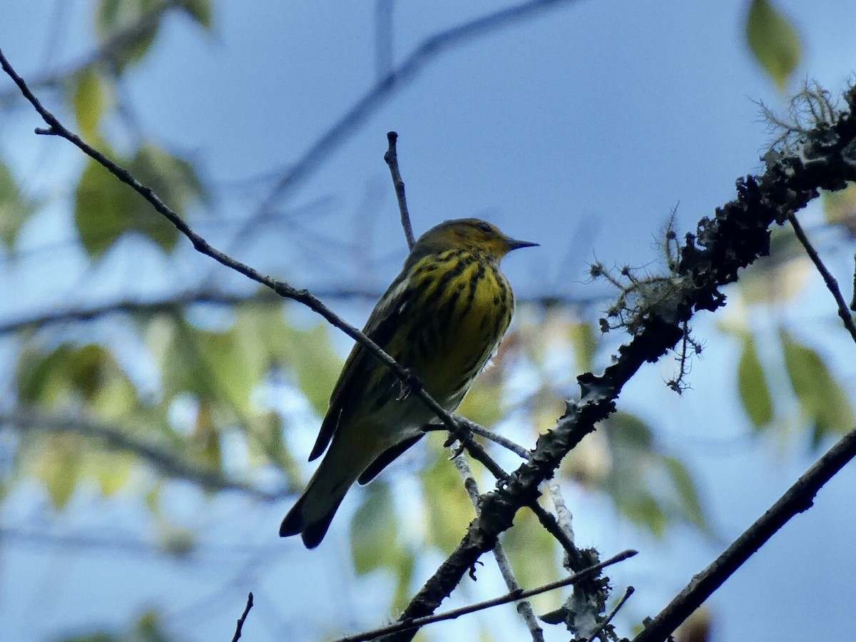 Cape May Warbler - ML378669511