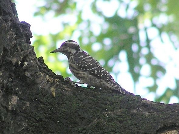 Philippine Pygmy Woodpecker - ML378669541