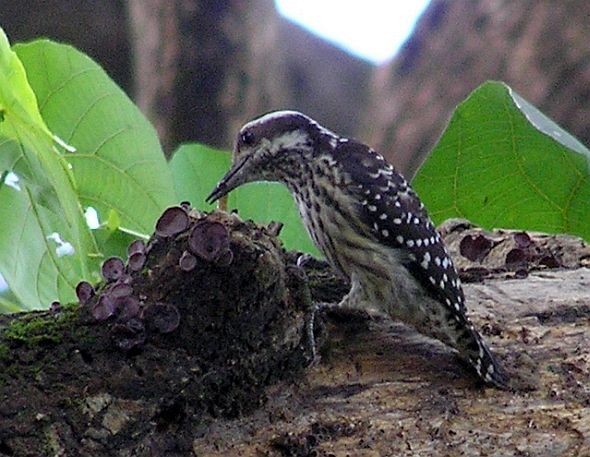 Philippine Pygmy Woodpecker - ML378669651