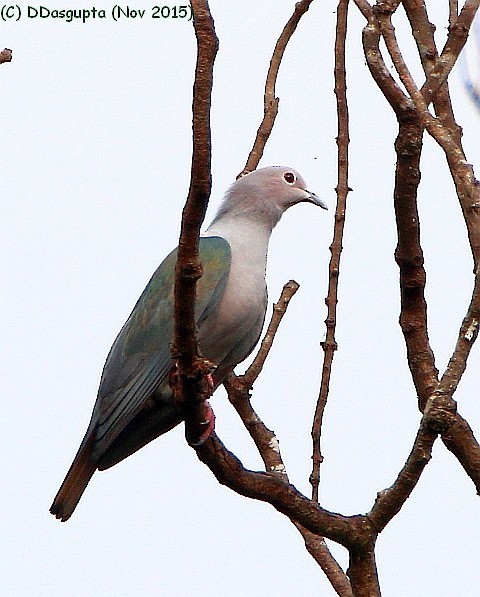 Green Imperial-Pigeon (Green) - ML378671751