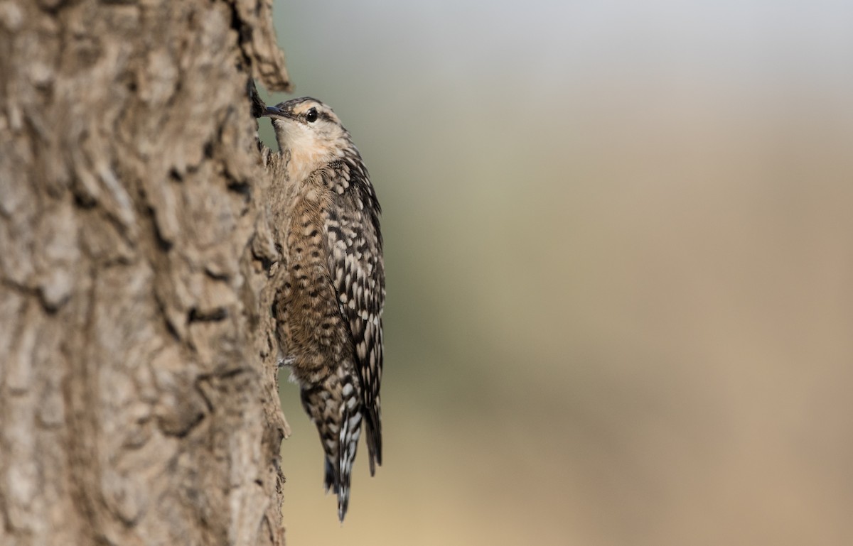 Indian Spotted Creeper - ML37867371