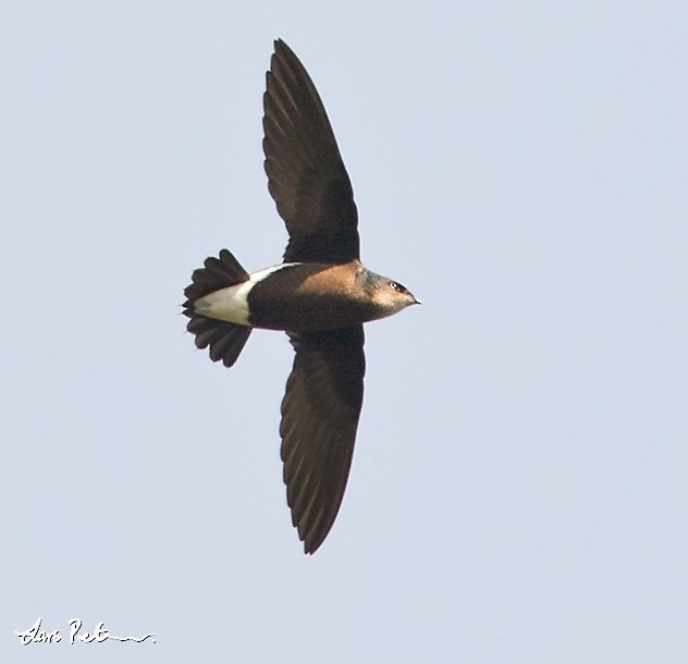 Silver-backed Needletail - ML378673721