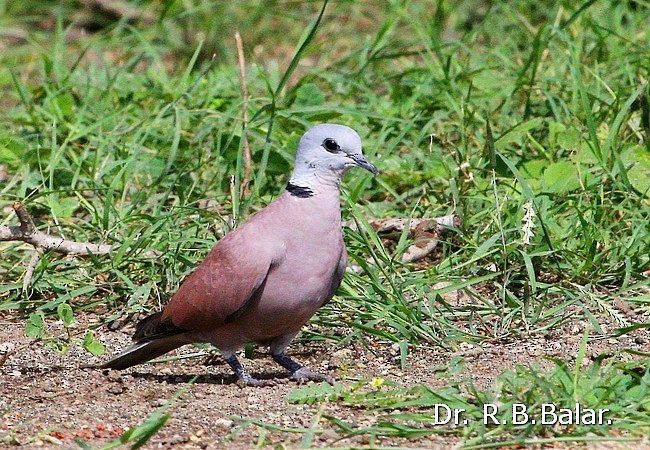 Red Collared-Dove - ML378673941