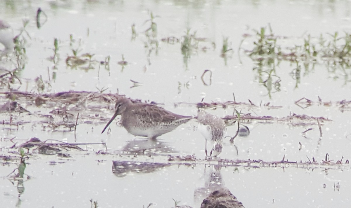 Long-billed Dowitcher - Irene  Dy