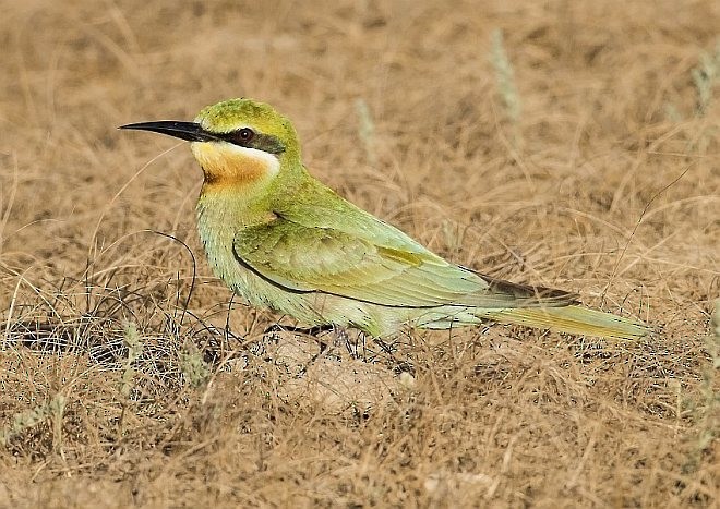 Blue-cheeked Bee-eater - ML378676941